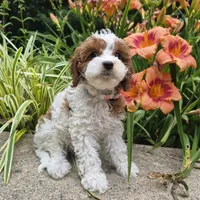 TALLULAH MAE, a female Cavapoo for sale in Pigeon Forge, TN – 1 of 10