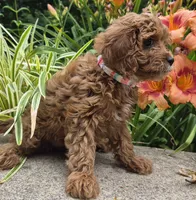 RAGGEDY ANN, a female Cavapoo for sale in Pigeon Forge, TN – 4 of 8