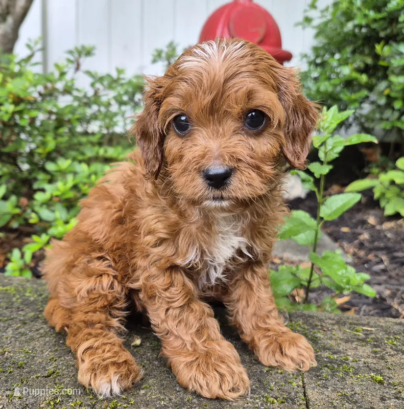 Red Boy (smallest) – Cavapoo puppy for sale in Pigeon Forge, TN