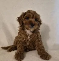 RAGGEDY ANN, a female Cavapoo for sale in Pigeon Forge, TN – 7 of 8