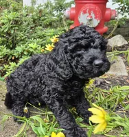 Black Jack, a male Cavapoo for sale in Pigeon Forge, TN – 7 of 8