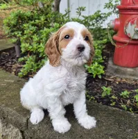 FREYA FRECKLES, a female Cavapoo for sale in Pigeon Forge, TN – 9 of 9