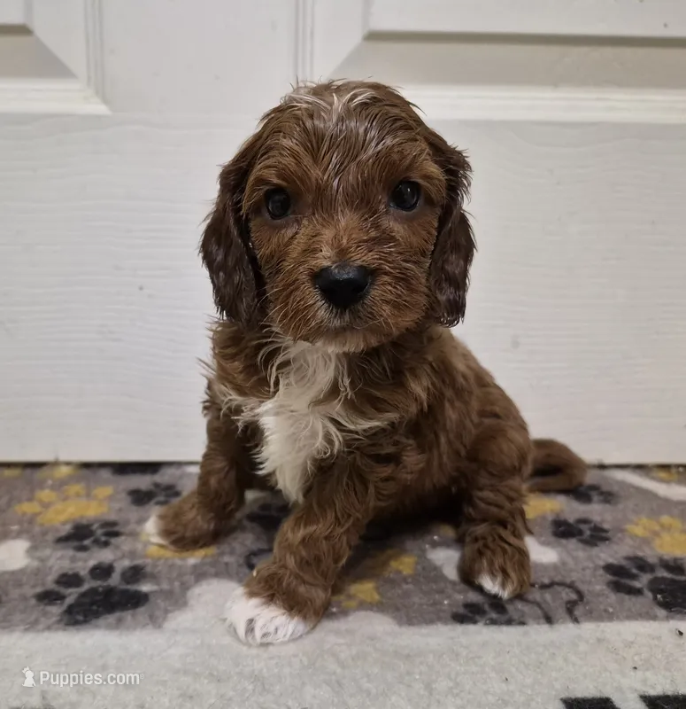 Red Boy #1 – Cavapoo puppy for sale in Pigeon Forge, TN