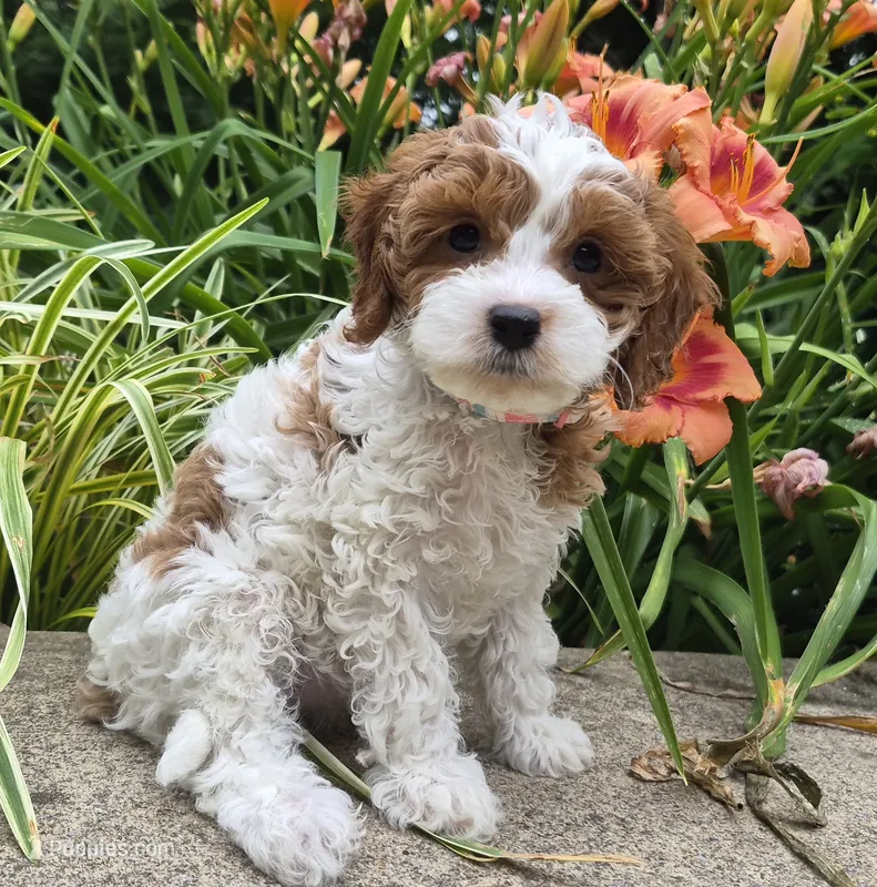 TALLULAH MAE – Cavapoo puppy for sale in Pigeon Forge, TN