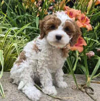 TALLULAH MAE, a female Cavapoo for sale in Pigeon Forge, TN – 3 of 10