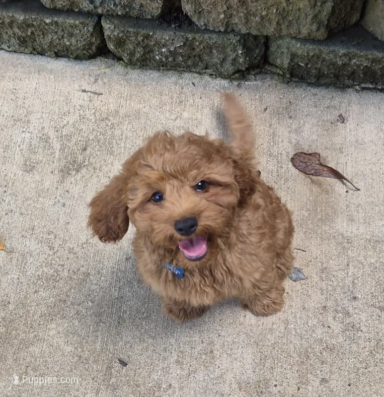 Happy Puppy! – Cavapoo, Poodle - Miniature  puppy for sale in Pigeon Forge, TN