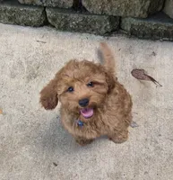 Happy Puppy!, a male Cavapoo and Poodle - Miniature  for sale in Pigeon Forge, TN – 5 of 10
