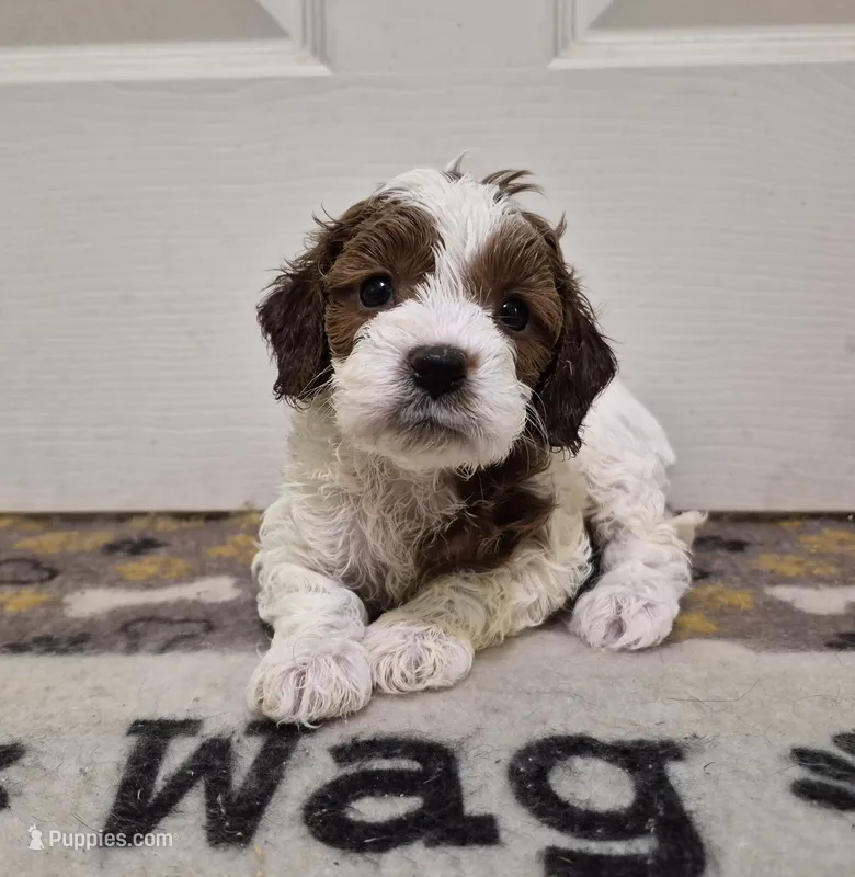 Parti Girl #2 – Cavapoo puppy for sale in Pigeon Forge, TN