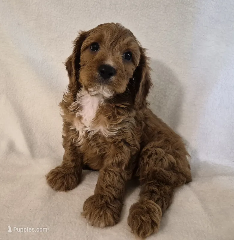 Red Boy #4 – Cavapoo, Cavalier King Charles Spaniel puppy for sale in Pigeon Forge, TN