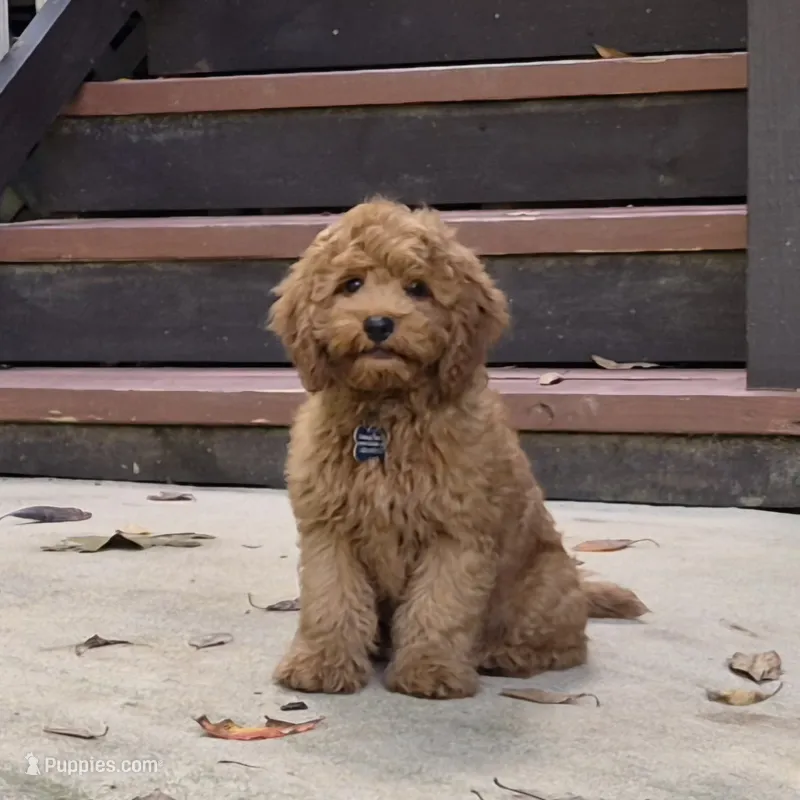 Happy Puppy! – Cavapoo, Poodle - Miniature  puppy for sale in Pigeon Forge, TN