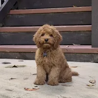 Happy Puppy!, a male Cavapoo and Poodle - Miniature  for sale in Pigeon Forge, TN – 1 of 10