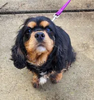 Willow, a female Cocker Spaniel and Cavalier King Charles Spaniel for sale in Pigeon Forge, TN – 2 of 3