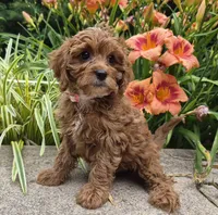 RAGGEDY ANN, a female Cavapoo for sale in Pigeon Forge, TN – 3 of 8