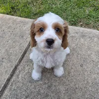 Tennessee Boy, a male Cavapoo for sale in Pigeon Forge, TN – 1 of 7