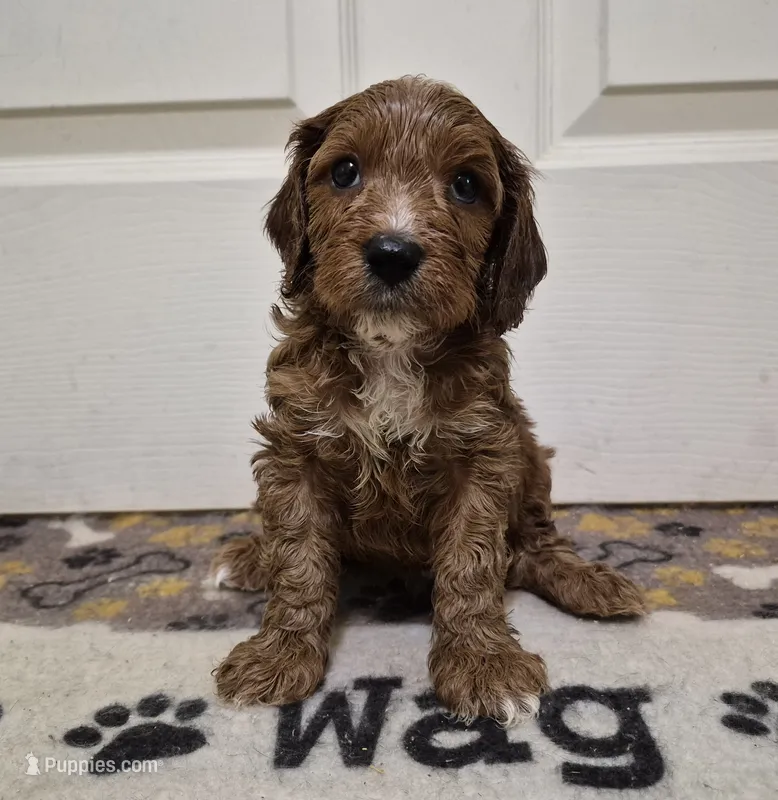 Red Boy #4 – Cavapoo, Cavalier King Charles Spaniel puppy for sale in Pigeon Forge, TN