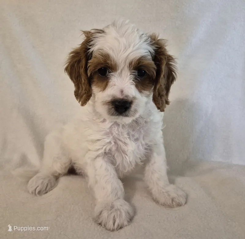 Parti Boy – Cavapoo puppy for sale in Pigeon Forge, TN