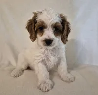 TENNESSEE, a male Cavapoo for sale in Pigeon Forge, TN – 7 of 9