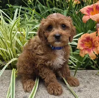 L'IL JOJO, a male Cavapoo for sale in Pigeon Forge, TN – 4 of 10