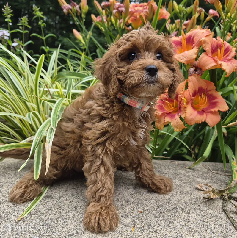 RAGGEDY ANN – Cavapoo puppy for sale in Pigeon Forge, TN
