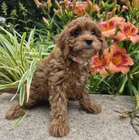 RAGGEDY ANN, a female Cavapoo for sale in Pigeon Forge, TN – 2 of 8