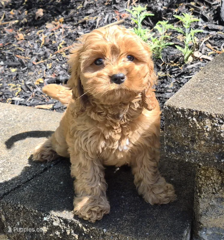 Red Girl – Cavapoo puppy for sale in Pigeon Forge, TN