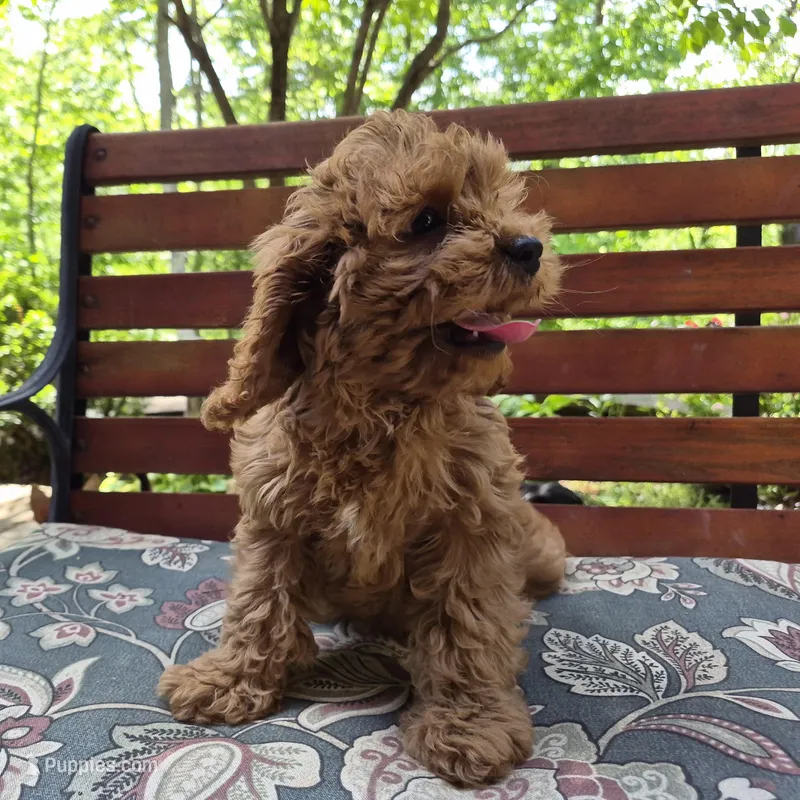 Red Girl – Cavapoo puppy on hold in Pigeon Forge, TN