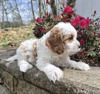 Calvin, a male Cavapoo for sale in Pigeon Forge, TN – Photo 4 of 7