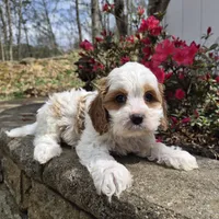 Calvin, a male Cavapoo for sale in Pigeon Forge, TN – Photo 7 of 7