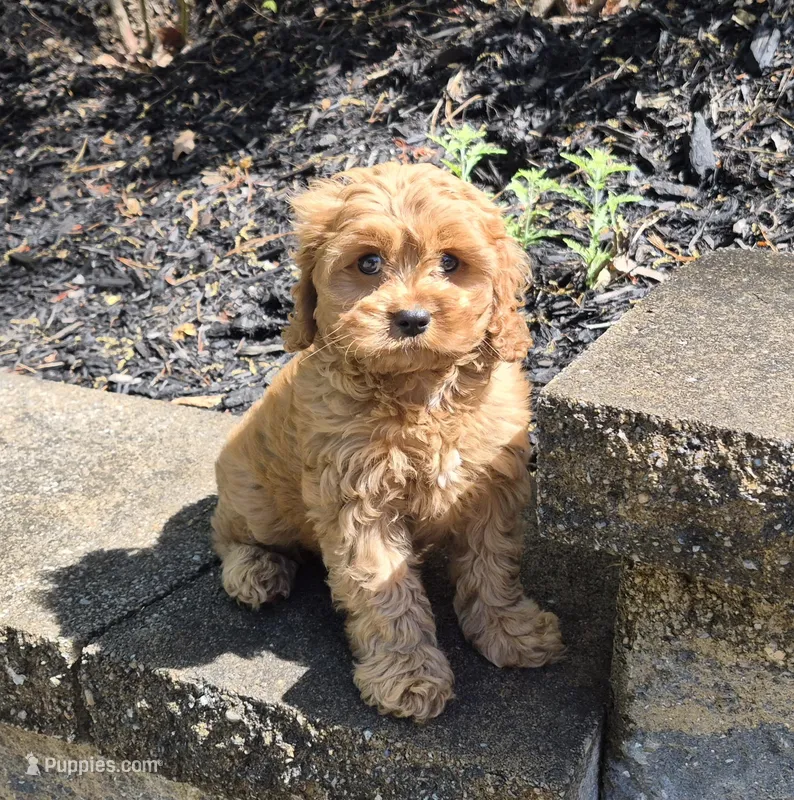 Red Girl – Cavapoo puppy for sale in Pigeon Forge, TN