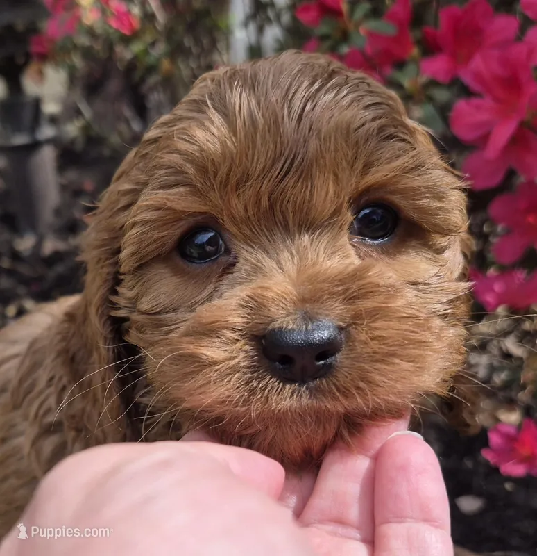 Red Girl – Cavapoo puppy for sale in Pigeon Forge, TN