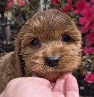 Red Girl, a female Cavapoo for sale in Pigeon Forge, TN – Photo 1 of 4