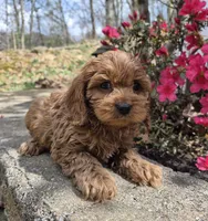 Red Girl, a female Cavapoo for sale in Pigeon Forge, TN – Photo 2 of 4
