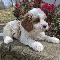 Calvin, a male Cavapoo for sale in Pigeon Forge, TN – Photo 6 of 7