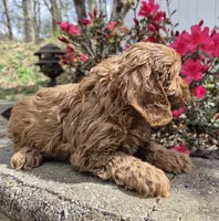 Red Girl, a female Cavapoo for sale in Pigeon Forge, TN – Photo 4 of 4