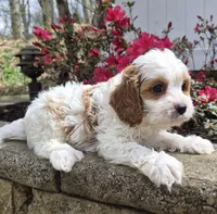 Calvin, a male Cavapoo for sale in Pigeon Forge, TN – Photo 3 of 7