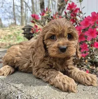 Red Girl, a female Cavapoo for sale in Pigeon Forge, TN – Photo 3 of 4