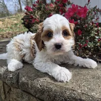 Calvin, a male Cavapoo for sale in Pigeon Forge, TN – Photo 1 of 7