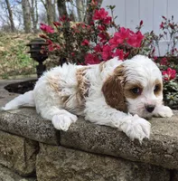 Calvin, a male Cavapoo for sale in Pigeon Forge, TN – Photo 5 of 7