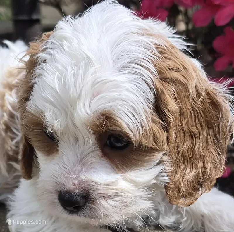 Calvin – Cavapoo puppy for sale in Pigeon Forge, TN
