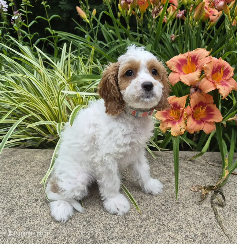 FREYA FRECKLES – Cavapoo puppy for sale in Pigeon Forge, TN