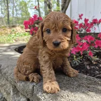 Red boy, a male Cavapoo for sale in Pigeon Forge, TN – Photo 5 of 5