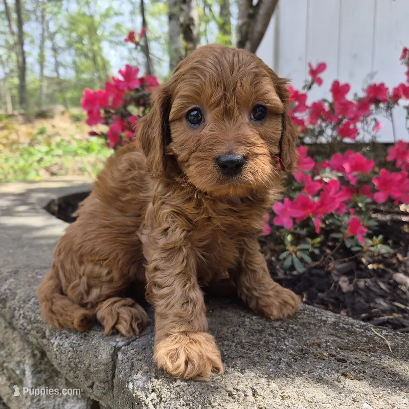 Red boy – Cavapoo puppy on hold in Pigeon Forge, TN
