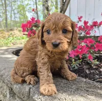 Red boy, a male Cavapoo for sale in Pigeon Forge, TN – Photo 3 of 5