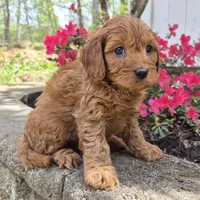 Red boy, a male Cavapoo for sale in Pigeon Forge, TN – Photo 2 of 5