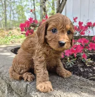 Red boy, a male Cavapoo for sale in Pigeon Forge, TN – Photo 4 of 5
