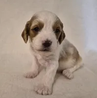 Parti girl #1, a female Cavapoo for sale in Pigeon Forge, TN – 1 of 1