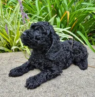 Black Jack, a male Cavapoo for sale in Pigeon Forge, TN – 5 of 8
