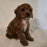 L'IL JOJO, a male Cavapoo for sale in Pigeon Forge, TN – 8 of 10