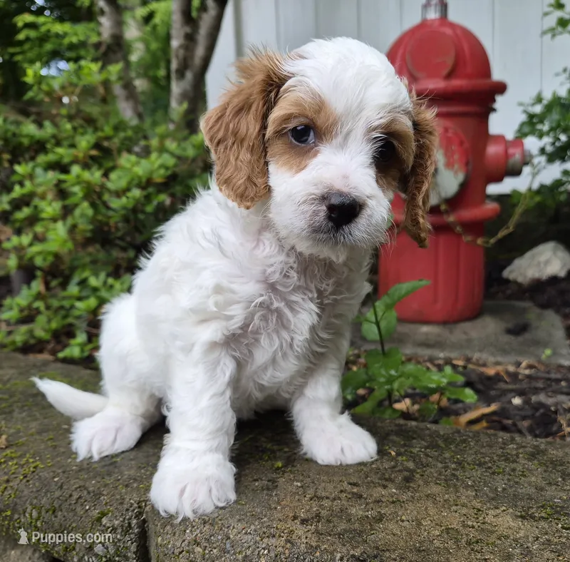Parti Boy – Cavapoo puppy for sale in Pigeon Forge, TN