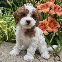 TALLULAH MAE, a female Cavapoo for sale in Pigeon Forge, TN – 2 of 10